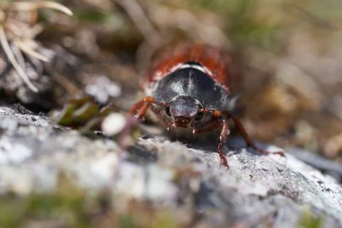Cockchafer also called Maybug or doodlebug European beetle genus Melolontha Stock Photos
