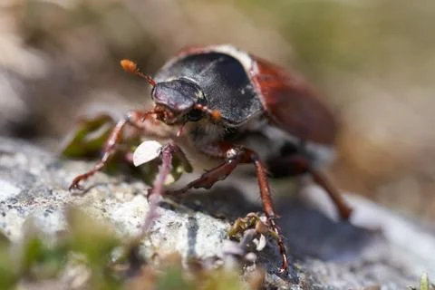 Cockchafer also called Maybug or doodlebug European beetle genus Melolontha Stock Photos