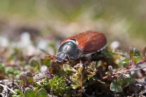Cockchafer also called Maybug or doodlebug European beetle genus Melolontha Stock Photos