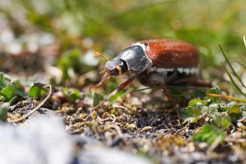 Cockchafer also called Maybug or doodlebug European beetle genus Melolontha Stock Photos