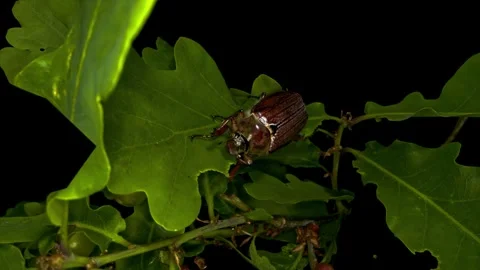 Cockchafer beetle eating a green leaf Stock Footage 340759923