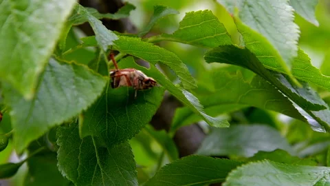 Cockchafer beetle eats leaves Stock Footage 113949217