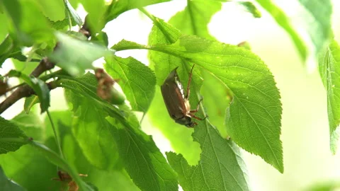 Cockchafer beetle eats leaves Stock Footage 114686511