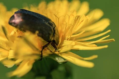 Cockchafer bug eating pollen in dandelion Foto stock