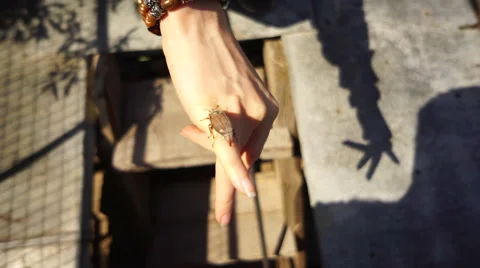 Cockchafer crawl on a hand Stock Footage