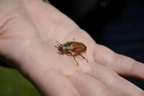 Cockchafer eats in hand. Stock Photos
