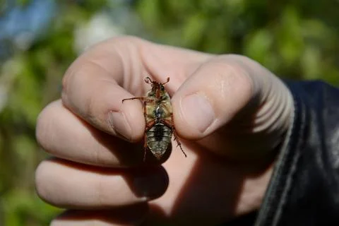 Cockchafer eats in hand. Stock Photos