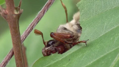 Cockchafer eats a leaf at a branch in spring  Stock Footage 271031102