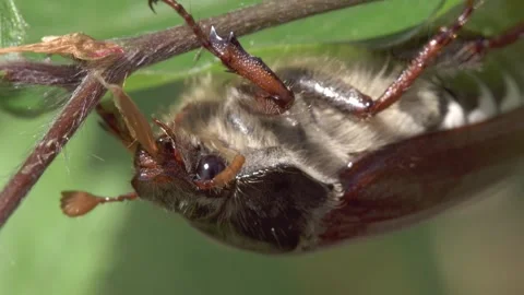 Cockchafer eats a leaf at a branch in spring  Stock Footage 271031139