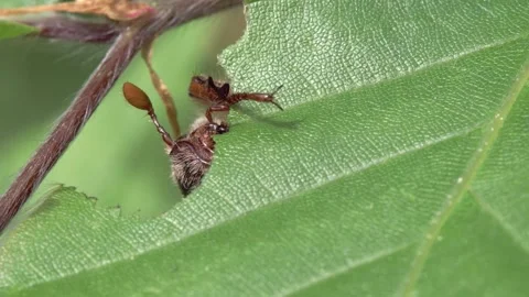 Cockchafer eats at a leaf in spring Stock Footage 271031110