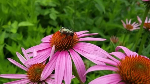 Cockchafer On Echinacea Close-Up Outdoors Stock Footage 280596528