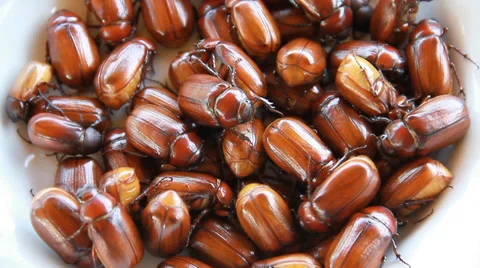 Cockchafer Stock Footage 32272606