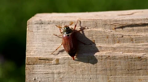 Cockchafer in garden Stock Footage 49688782