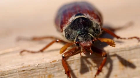 Cockchafer in garden Stock Footage 49688926