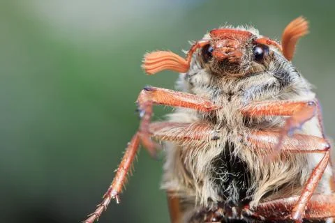 Cockchafer on the green background Stock Photos