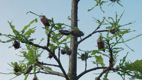 Cockchafer, insect pests crawl on tree, mate and eat green shoots of plant. Crop Stock Footage 314683217