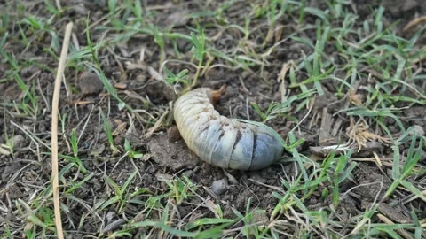 Cockchafer larva. 動画素材 277036831