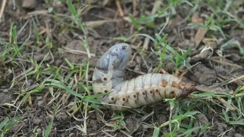 Cockchafer larva. Stock Footage 277037215