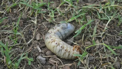 Cockchafer larva. Stock-Footage 277037480
