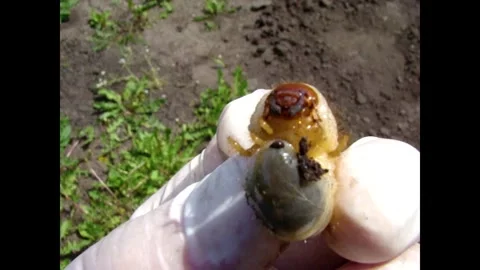 Cockchafer larva Stock-Footage 343662238
