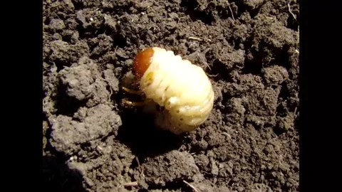 Cockchafer larva Video stock 343662239