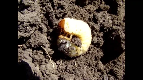 Cockchafer larva 스톡 동영상 343662240
