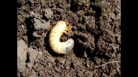 Cockchafer larva Video stock 343662247