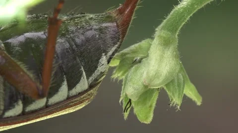 Cockchafer on a leaf (close up) Stock Footage 273054850