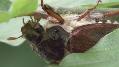 Cockchafer at a leaf in spring Stock Footage 271031068