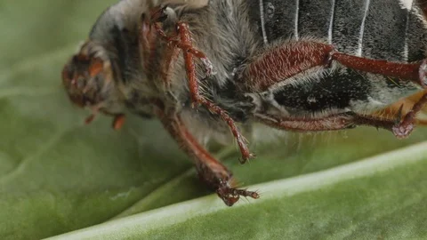 Cockchafer, maybug, dumbledore, beetle extreme macro, head 動画素材 114657157