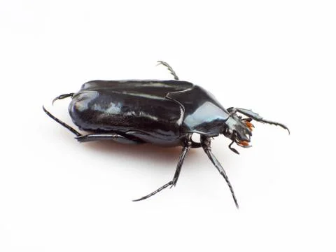 Cockchafer Stock Photos
