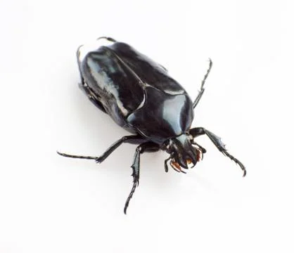 Cockchafer Stock Photos