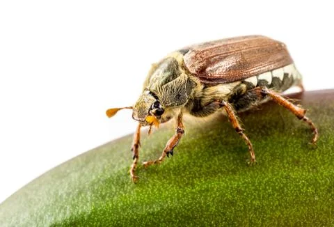 Cockchafer Stock Photos