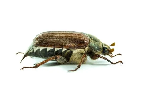 Cockchafer Stock Photos