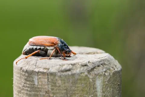 Cockchafer Stock Photos