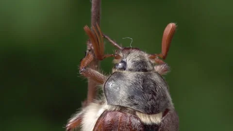Cockchafer at a thin stem  Stock Footage 271031117