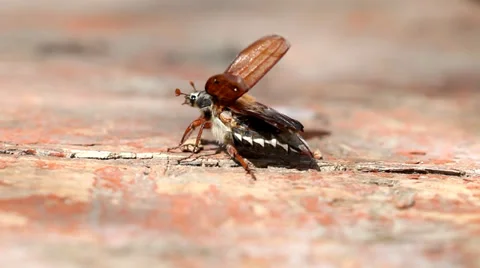 Cockchafer trying to fly Stock Footage 36646223