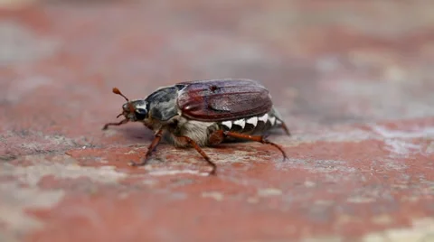 Cockchafer trying to fly Stock Footage 36646443