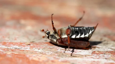 Cockchafer trying to fly Stock Footage 36646468