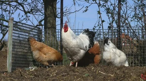 Cockcrow on dung pile Видео 703960