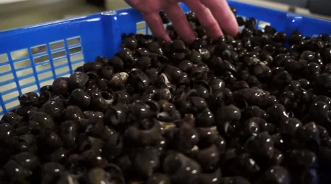 Cockels Stock Footage 32696594