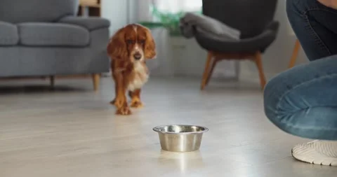 Cocker Spaniel Approaching Food Bowl at Home, Curious Puppy and Pet Care Concept Stock Footage 336006914