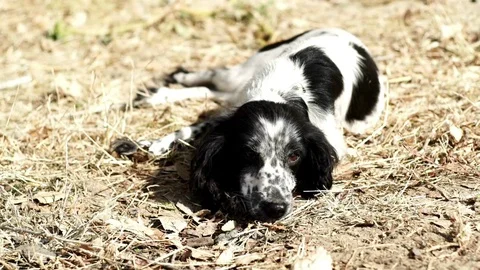 Cocker spaniel with black and white color lying on dry grass. . Dog looking in Video stock 82386304
