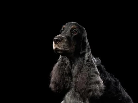 Cocker Spaniel on Black Background Stock Photos