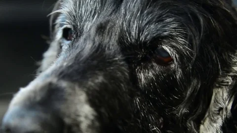 Cocker spaniel with black hair looking out of the car window Stock Footage 79681943