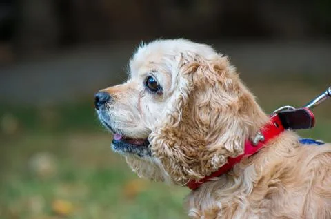 Cocker Spaniel close-up Stock Photos