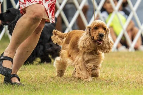 Cocker Spaniel competing in dog conformation at the 2024 Royal Darwin Show Stock Photos