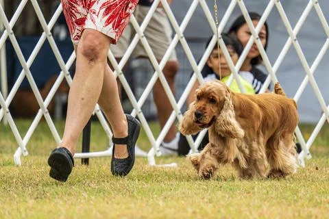 Cocker Spaniel competing in dog conformation at the 2024 Royal Darwin Show Stock Photos