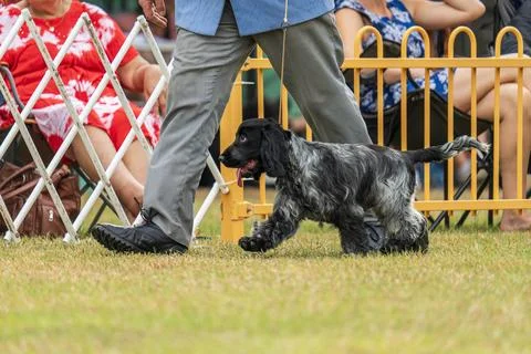 Cocker Spaniel competing in dog conformation at the 2024 Royal Darwin Show Stock Photos