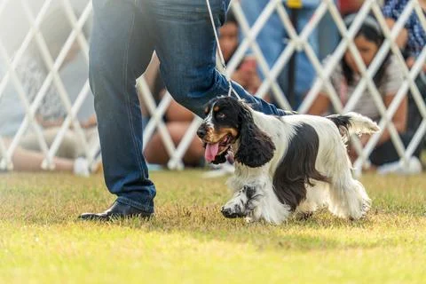 Cocker Spaniel competing in dog conformation at the 2024 Royal Darwin Show Stock Photos